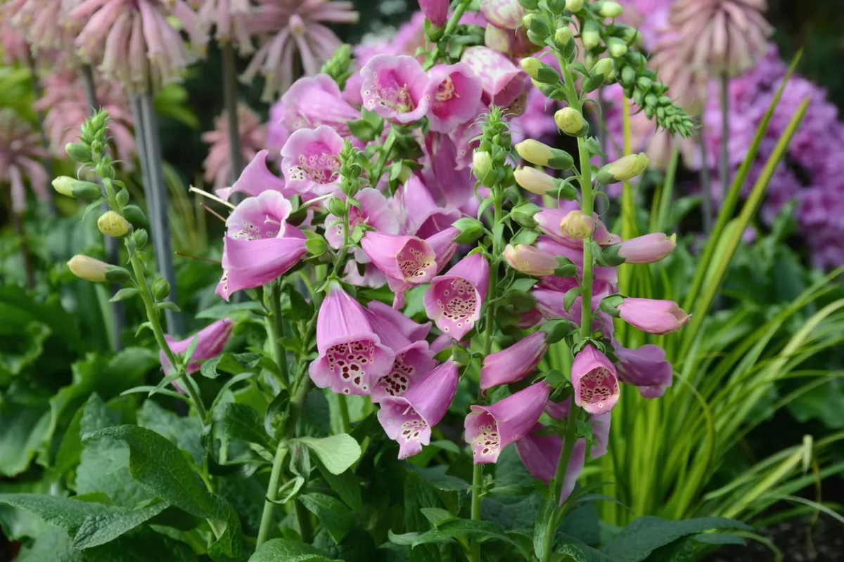 Deadheading Foxgloves: When, How, and Why It Matters