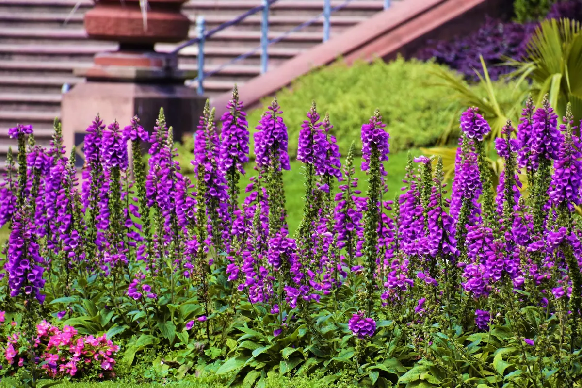 Foxglove Companion Plants: 12 Pairings for Shade and Sun