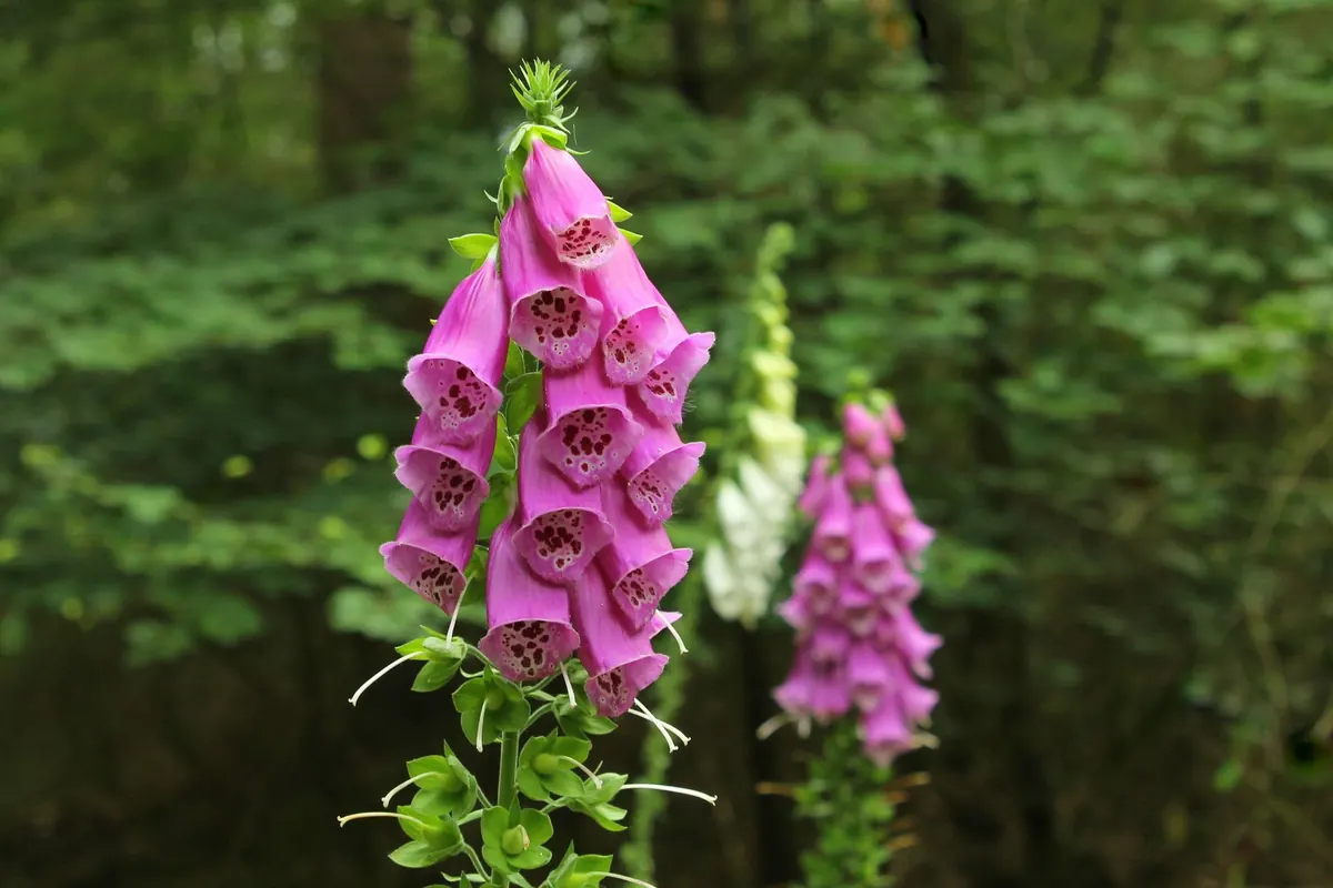 Foxglove Folklore: Fairies, Gloves, and Folk Medicine