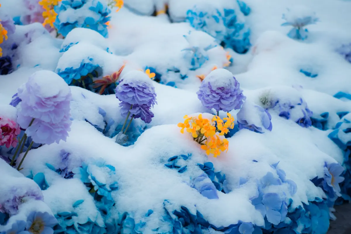 Foxgloves in Cold Climates: A Northern Gardener's Seasonal Guide