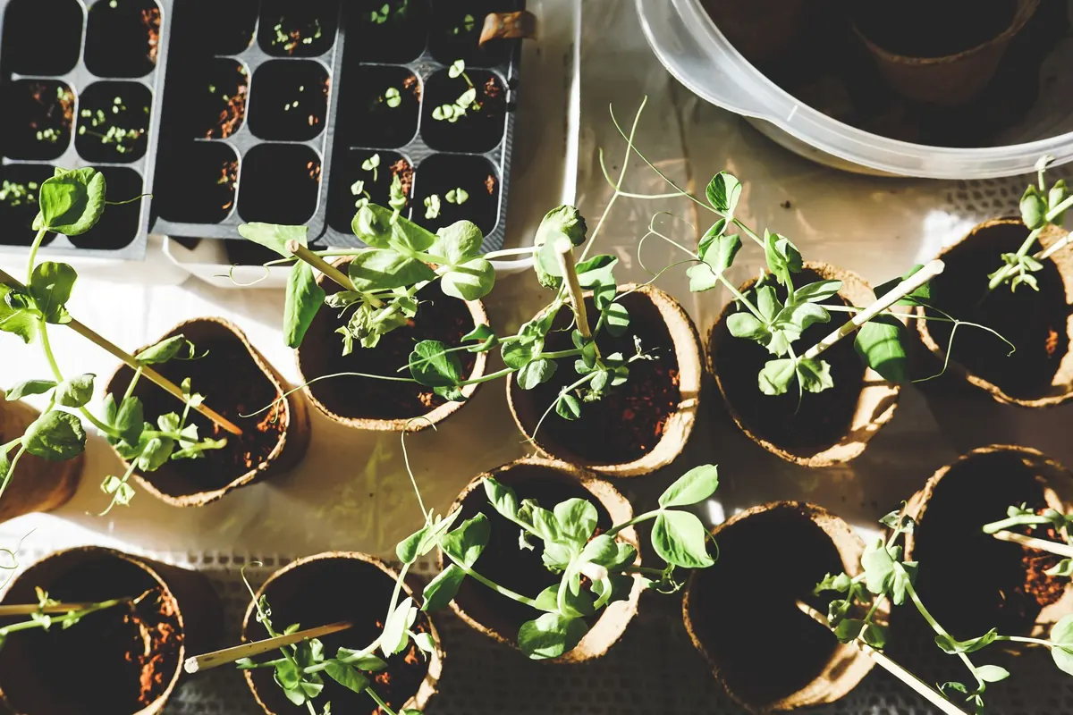 How to Grow Foxgloves from Seed: A Beginner's Step-by-Step Guide